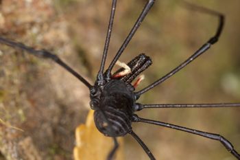 Media type: image;   Invertebrate Zoology 29246